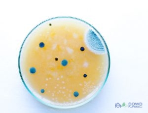 Petri Dish Yellow
