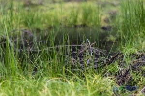 Puddle in Grass A Puddle From a Busted Main Water Line